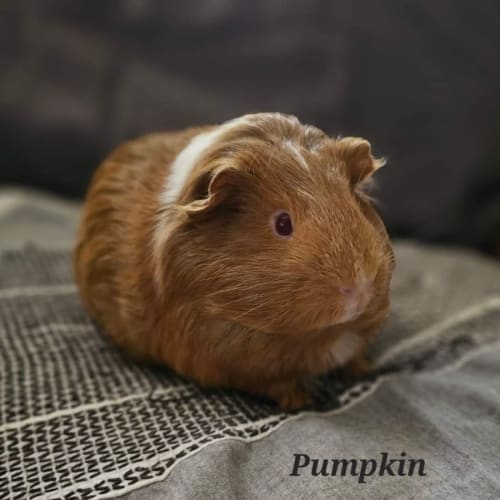 Pumpkin