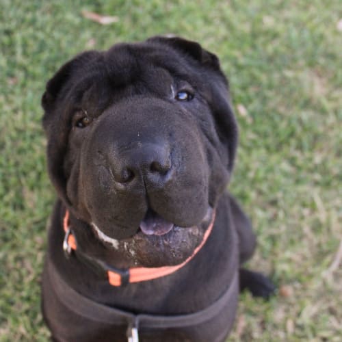 Hank