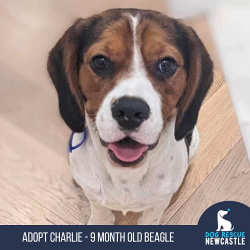 Charlie - 9 Month Old Beagle (Trial)