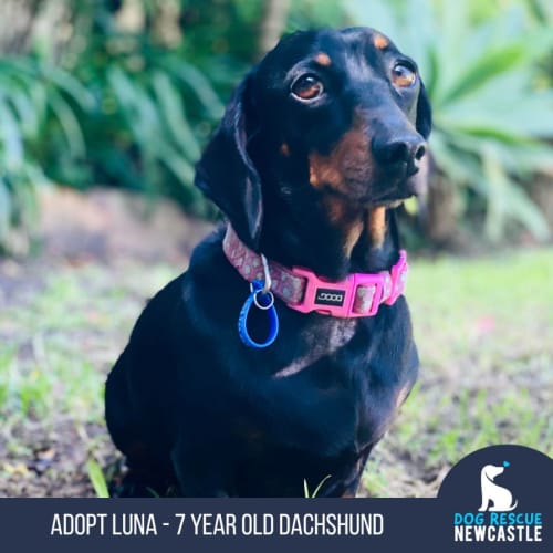 Luna - 7 Year Old Mini Dachshund (Trial)