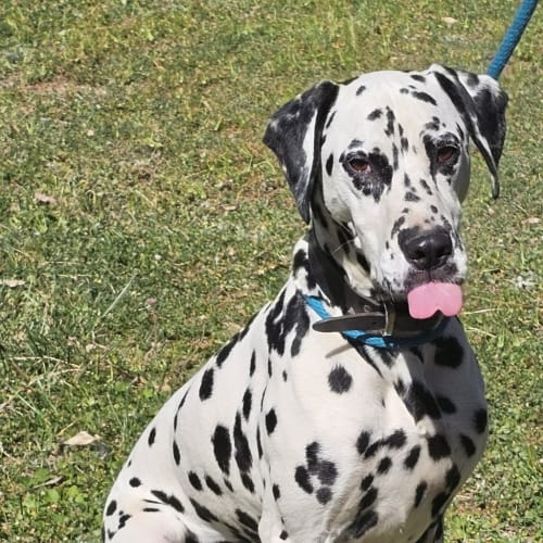 Pongo