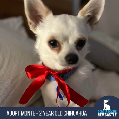 Monte 🐶 2yo Chihuahua (On Trial 5/11/23)