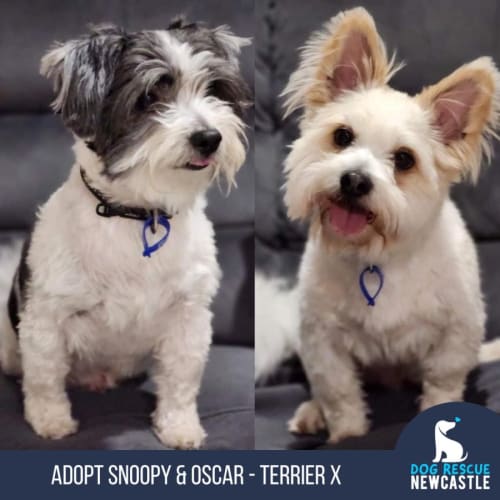 Snoopy & Oscar - 7 & 9 Year Old Terrier X (Trial)
