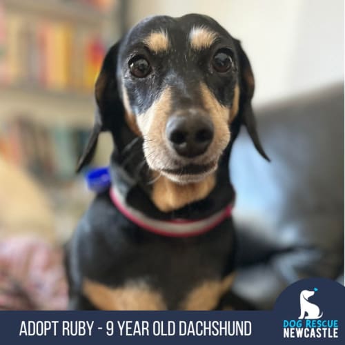 Ruby ❤️ Mini Dachshund (Trial 4/11/23)