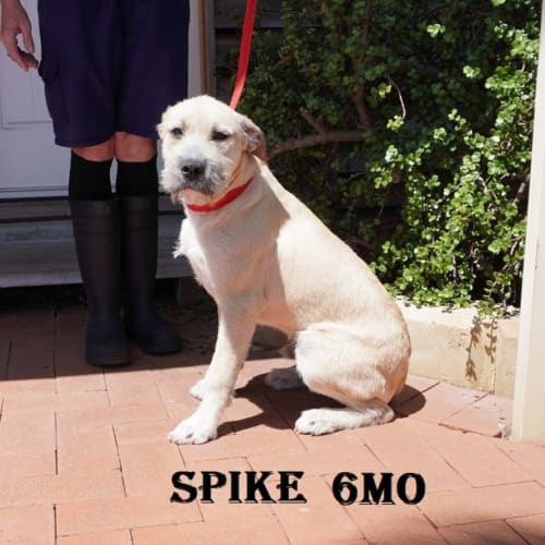Spike