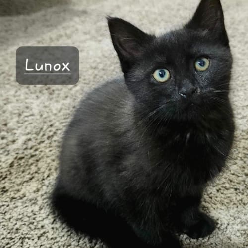 Lunox