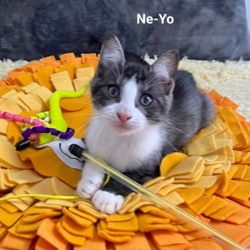 Ne-Yo
