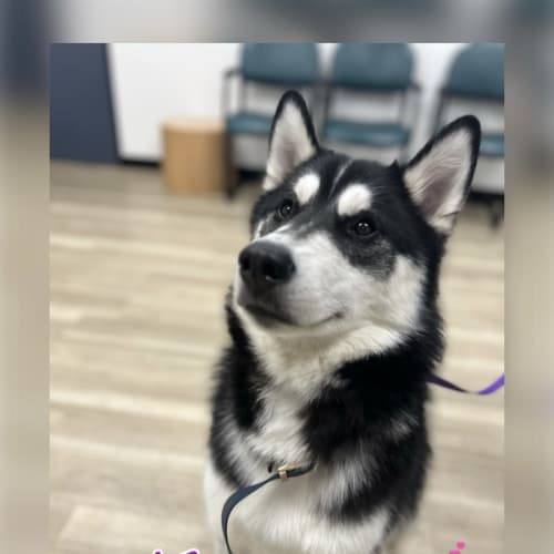 Loki