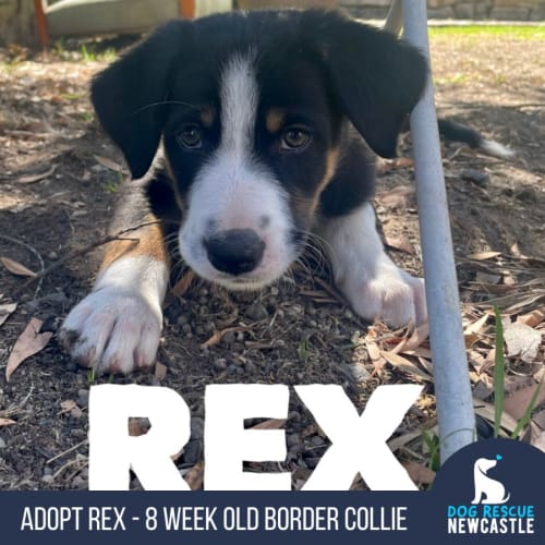 Rex - 8 Week Border Collie (Trial)