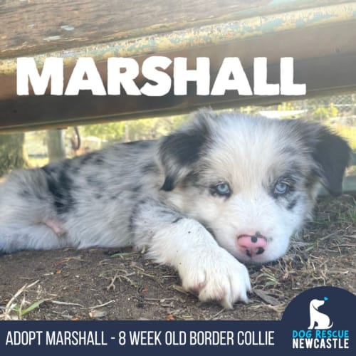 Marshall - 8 Week Border Collie (Trial)