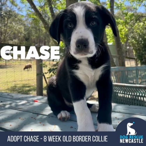 Chase - 8 Week Border Collie (Trial)