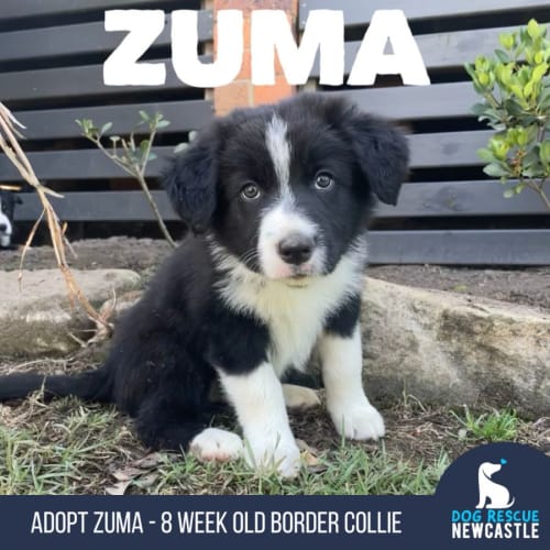 Zuma - 8 Week Border Collie