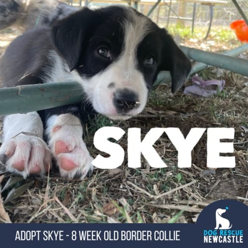Skye - 8 Week Old Border Collie (Trial)
