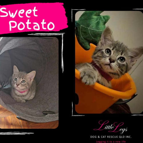 Sweet Potato