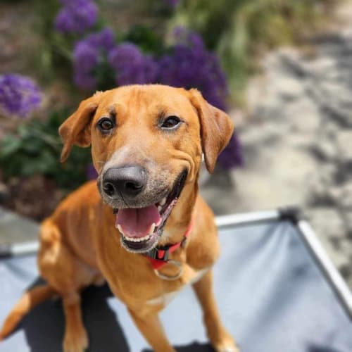 🧨Texas C04620 🧨