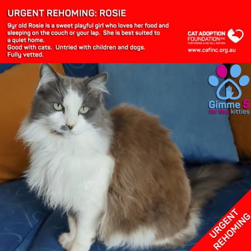 Rosie Private Rehoming No Charge!
