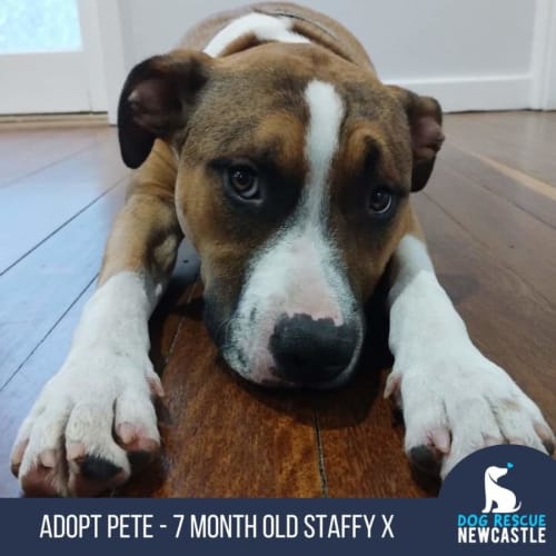 Pete - 7 Month Old Staffy X (Trial)