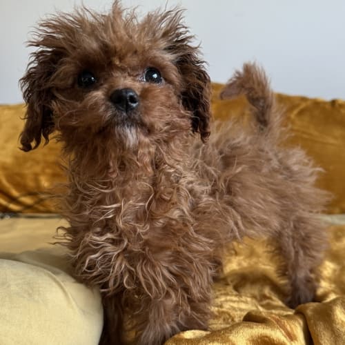 Cinnamon