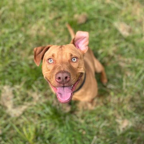 💣 Skipper C04562 💣