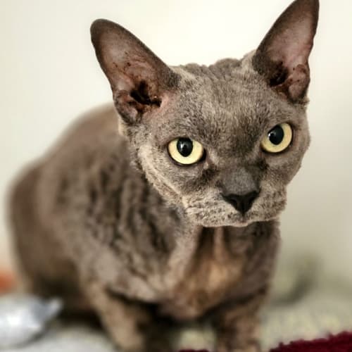 💎 Polly F02645 💎