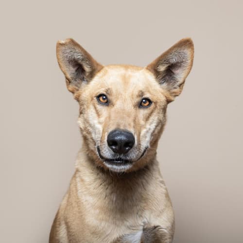 Conan- Dingo Mix