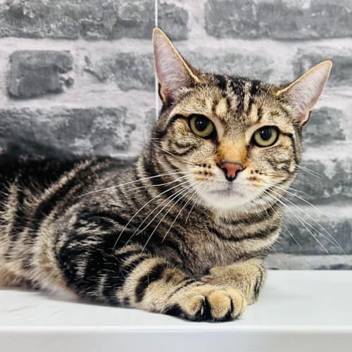 Mason - Located in Preston