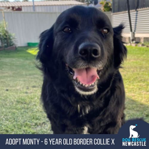 Monty - 6 Year Old Border Collie X (Trial)