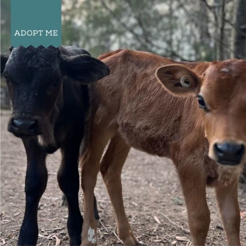 Angus, Love & Jessie