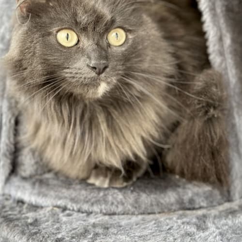 Hazel