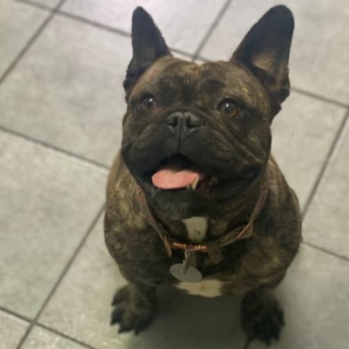 FiFi