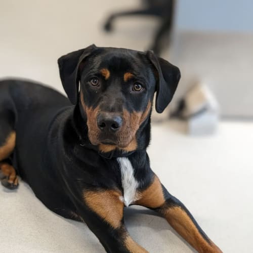 🍂 Dexter C04633 🍂