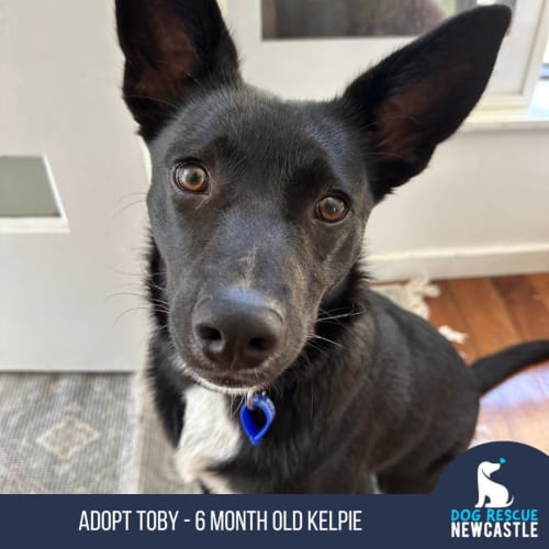 Toby - 6 Month Old Kelpie (Trial)