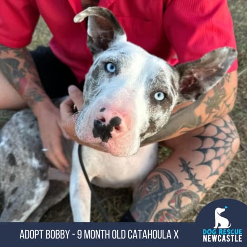 Bobby - 9 Month Old Catahoula X (Trial)