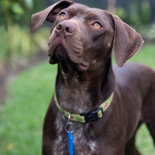 Pet rescue vic dogs new arrivals