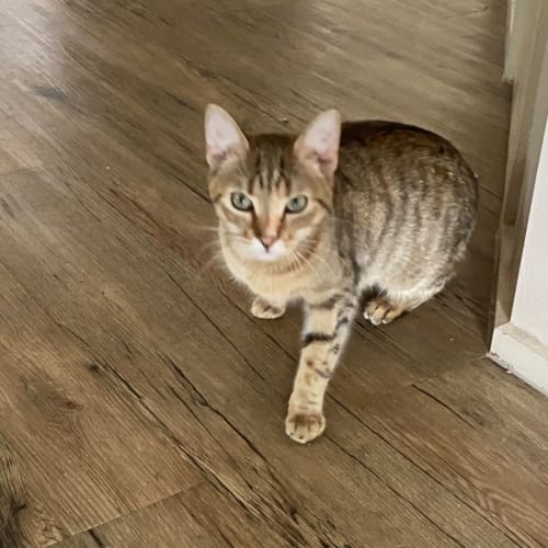 Kooma Meet me at PetStock Carrum Downs