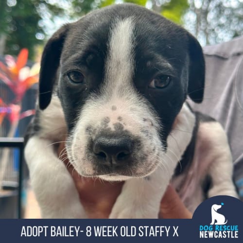 Bailey - 8 Week Old Staffy X (Trial)