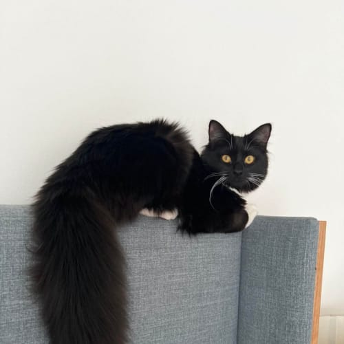 Mary Jane **2nd Chance Cat Rescue**