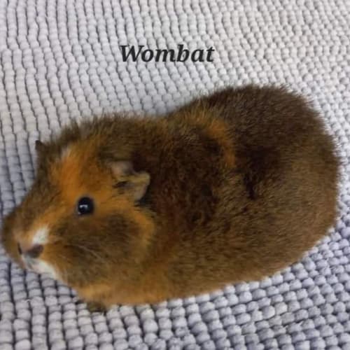 Wombat