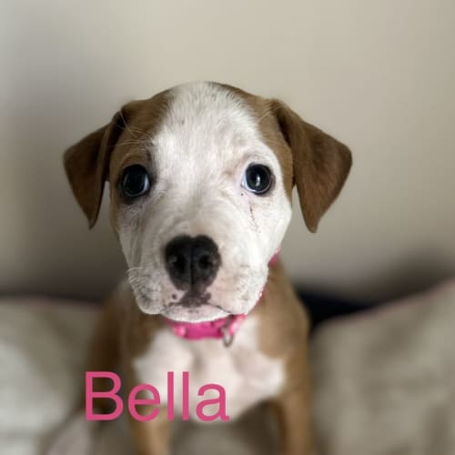 Bella