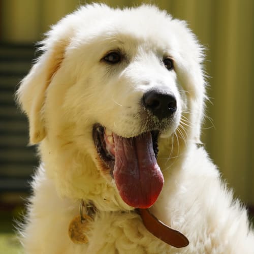 Arlo
