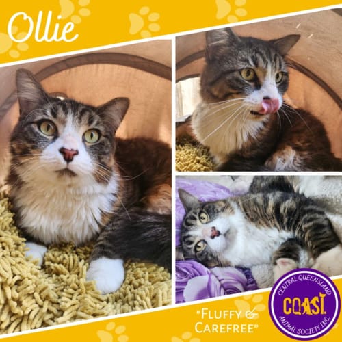 Ollie