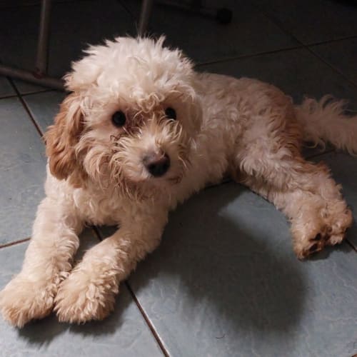 Paco