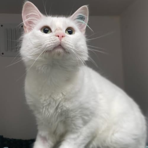 Casper