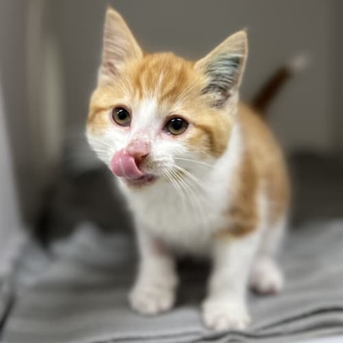 Peaches