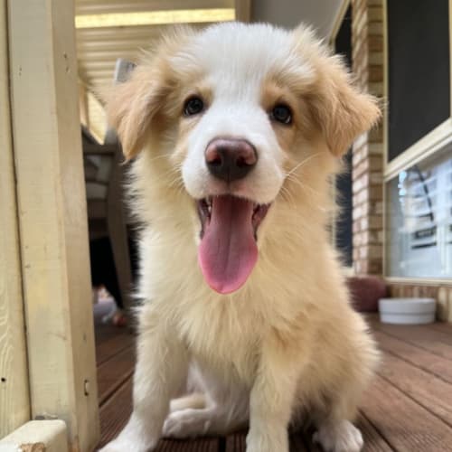 Simba