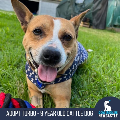 Turbo - 9 Year Old Cattle Dog X (Trial)