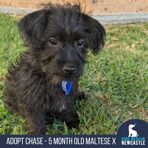 Chase - 5 Month Old Maltese X (Trial)