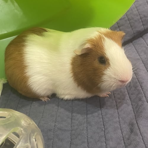 Alfie