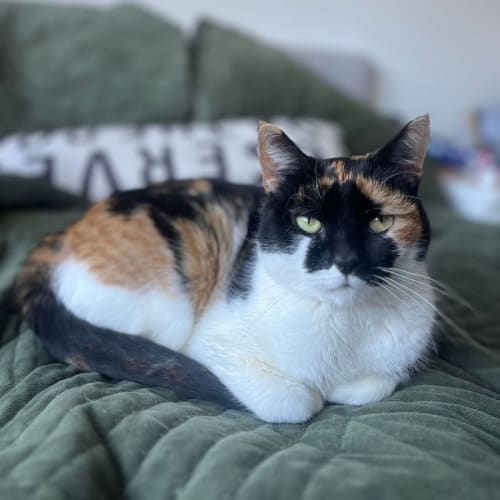 Calico