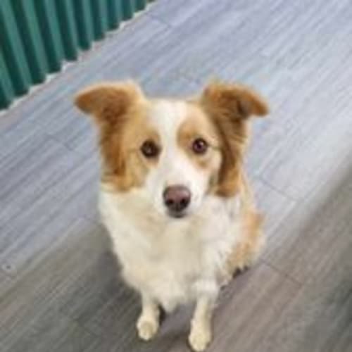 Maggie